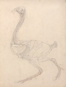 Cuerpo de ave, vista lateral (estudio para la figura clave del cuadro XV) de George Stubbs