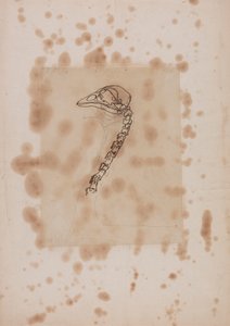 Cabeza y cuello de ave, vista lateral de George Stubbs