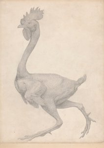 Aves, vista lateral con la mayoría de las plumas quitadas (Estudio terminado para la Tabla X) de George Stubbs