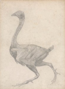 Aves, vista lateral, con la piel y las capas fasciales subyacentes retiradas (estudio terminado para el cuadro XV) de George Stubbs