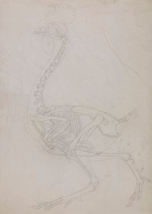 Esqueleto de ave, vista lateral (dibujo esquemático) de George Stubbs