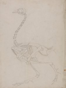 Esqueleto de ave, vista lateral (Dibujo esquemático del esqueleto) de George Stubbs