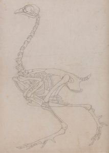 Esqueleto de ave, vista lateral (Esquema del esqueleto preparado para la figura clave de la Tabla V) de George Stubbs