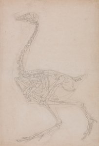 Esqueleto de ave, vista lateral (Probablemente estudio básico de las proporciones del esqueleto de ave utilizado para otros dibujos) de George Stubbs
