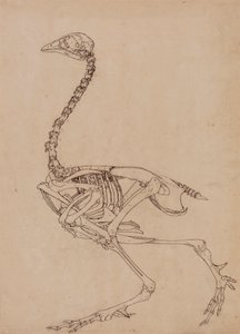 Esqueleto de ave, vista lateral (Estudio para la figura clave de la Tabla V) de George Stubbs