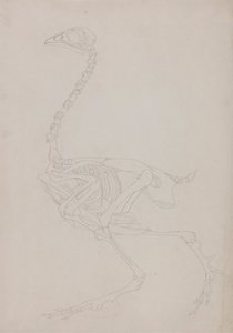 Esqueleto de ave, vista lateral de George Stubbs