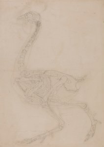 Esqueleto de ave, vista lateral de George Stubbs