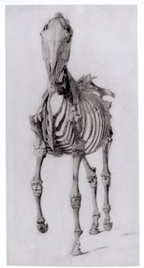 Vista Frontal del Esqueleto de un Caballo, estudio No. 10 de La Anatomía del Caballo, 1766 de George Stubbs