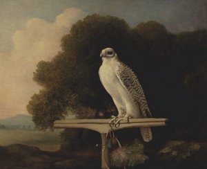 Halcón de Groenlandia, Halcón Gerifalte, 1780 de George Stubbs