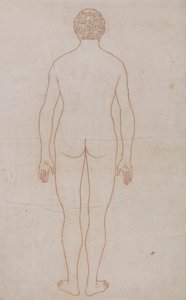 Cuerpo humano, vista posterior (esquema de la tabla VII)