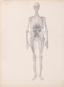 Figura humana, vista anterior (estudio acabado de la fase final de disección)