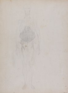 Figura humana, vista anterior (en gran parte en contorno)