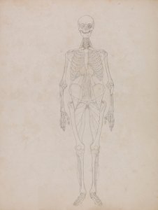Figura humana, vista anterior (esquema)
