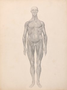 Figura humana, vista anterior, piel y capas fasciales subyacentes retiradas (estudio terminado para el cuadro XI) de George Stubbs