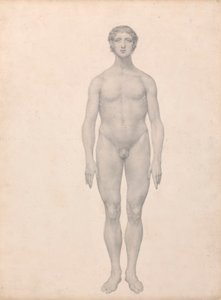 Figura humana, vista anterior, sin diseccionar (estudio terminado para el cuadro VI)