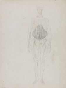 Figura humana, vista anterior, de 