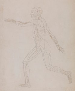 Figura humana, vista lateral (En relación con el cuadro XIII, estudio detallado de los vasos sanguíneos que irrigan los músculos)