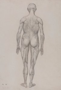 Figura humana, vista posterior (casi idéntico al dibujo acabado para el cuadro XII) de George Stubbs