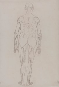 Figura humana, vista posterior (Esquema de la figura clave de la Tabla XII)
