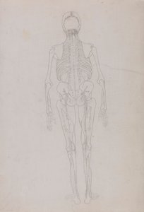 Figura humana, vista posterior (Esquema de una figura clave que muestra la fase final de la disección) de George Stubbs