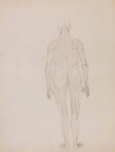 Figura humana, vista posterior (Esquema de la figura clave de la Tabla XII)