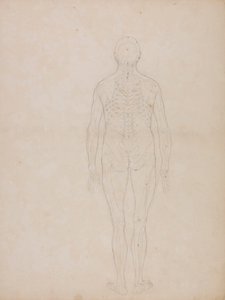 Figura humana, vista posterior de George Stubbs