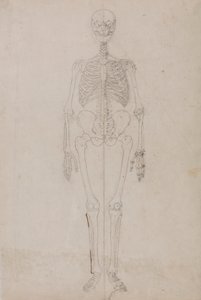 Esqueleto humano, vista anterior (Estudio final) de George Stubbs