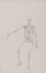 Esqueleto humano, vista anterior (brazo derecho extendido; estudio terminado para cuadro inédito) de George Stubbs
