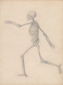 Esqueleto humano, vista lateral (cercano al estudio final para la Tabla III pero difiere en los detalles) de George Stubbs