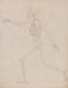 Esqueleto humano, vista lateral (Puede haber sido preparado inicialmente para ser utilizado como figura clave de la Tabla III, pero posteriormente fue abandonado). de George Stubbs