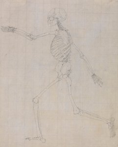 Esqueleto humano, vista lateral (Esquema del esqueleto para la figura clave de la Tabla III) de George Stubbs