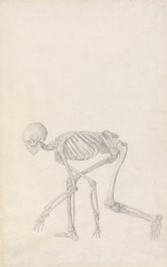 Esqueleto humano, vista lateral (en postura agachada; estudio terminado para un cuadro inédito) de George Stubbs