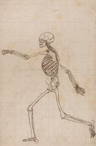 Esqueleto humano, vista lateral de George Stubbs