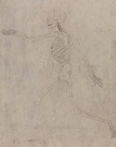 Esqueleto humano, vista lateral de George Stubbs