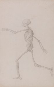 Esqueleto humano, vista lateral desde la izquierda, corriendo (estudio terminado para la tabla III) de George Stubbs