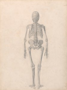Esqueleto humano, vista posterior (estudio terminado para la tabla II) de George Stubbs