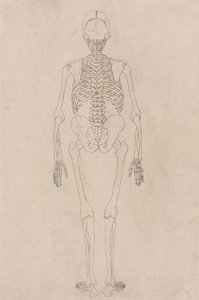 Esqueleto humano, vista posterior (en relación con la tabla II)