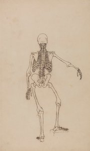 Esqueleto humano, vista posterior de George Stubbs
