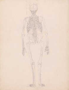 Esqueleto humano, vista posterior de George Stubbs