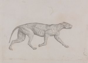 Cuerpo de leopardo, vista lateral de George Stubbs