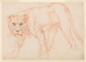 Leona acechando, recto, siglo XVIII o XIX de George Stubbs