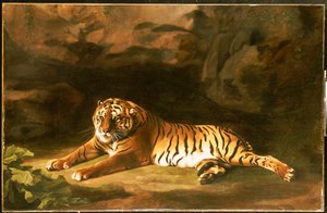 Retrato del Tigre Real, c.1770