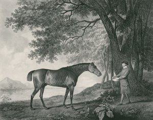 Sharke, grabado por George Townley Stubbs (1756-1815) pub. 1794 (aguafuerte) de George Stubbs