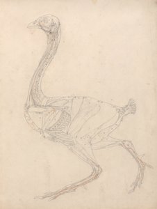 Estudio de un ave, vista lateral, diagrama para la clave de la tabla XV, de Una exposición anatómica comparativa de la estructura del cuerpo humano con la de un tigre y un ave común, 1795-1806 de George Stubbs