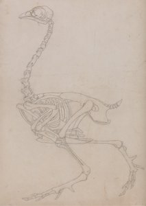 Estudio de un Ave, Vista Lateral, de Una Exposición Anatómica Comparativa de la Estructura del Cuerpo Humano con la de un Tigre y un Ave Común, 1795-1806 de George Stubbs