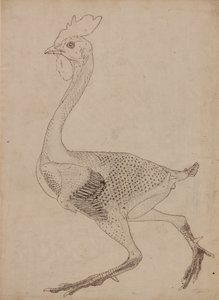 Estudio de un Ave, Vista Lateral, de Una Exposición Anatómica Comparativa de la Estructura del Cuerpo Humano con la de un Tigre y un Ave Común, 1795-1806 de George Stubbs