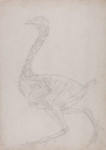 Estudio de un ave, vista lateral, de Una exposición anatómica comparativa de la estructura del cuerpo humano con la de un tigre y un ave común, 1795-1806 de George Stubbs