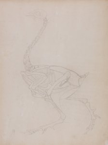 Estudio de un ave, vista lateral, de Una exposición anatómica comparativa de la estructura del cuerpo humano con la de un tigre y un ave común, 1795-1806 de George Stubbs