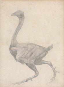 Estudio de un ave, vista lateral, con la piel y las capas fasciales subyacentes removidas, de Una exposición anatómica comparativa de la estructura del cuerpo humano con la de un tigre y un ave común, 1795