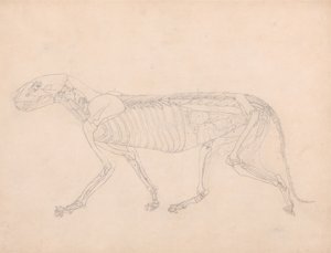 Estudio de un tigre, vista lateral, vísceras abdominales expuestas, de Una exposición anatómica comparativa de la estructura del cuerpo humano con la de un tigre y un ave común, c.1795-1806 de George Stubbs